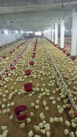 #poultryfarming #foryoupage #fyp #foryou #poultry 