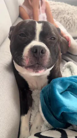 #Dusty #dog #staffy #stafordshirebullterrier #bull #bully #talk #puppydog #puppylove #fyp #fypageシ #puppytiktoker #tik_tok #king #hahaha😂😂😂 #bestfriend 