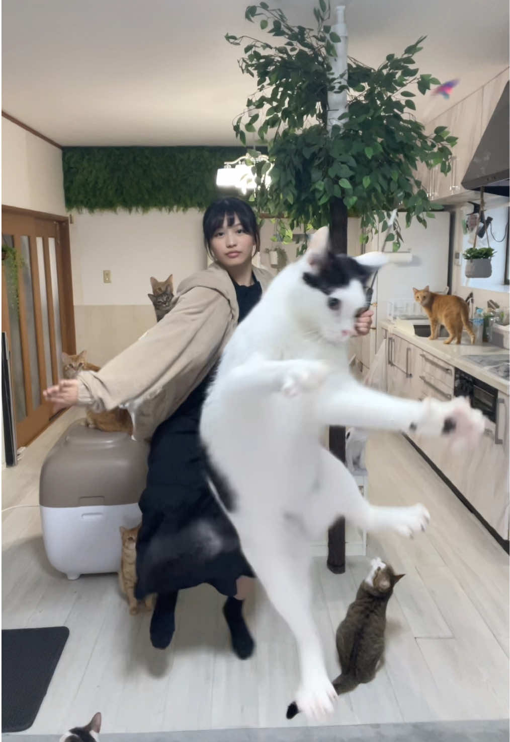 猫じゃらし歴6年目。 #みゅみゅ 
