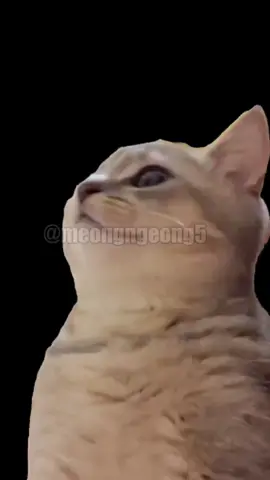 Anak timur main bola 🗿 Voice : Abdur Arsyad - SUCI 4 #memekucing #animasi #kocak #ngakak 