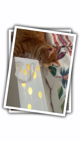 Нашему имениннику сегодня год! #кот #котики #коты #котытиктока #cat #catsoftiktok #catlover 