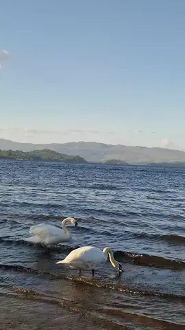 أعدائك دائماً هم من حولك ، لا يوجد غريب يتمني لك شراً ... 🦅...عرض المزيد
