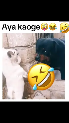 😂😂😂😂😂#tanzaniantiktok🇹🇿 #kenyantiktok🇰🇪 #ugandatiktok🇺🇬 #congolaise🇨🇩 #nigeriantiktok🇳🇬 