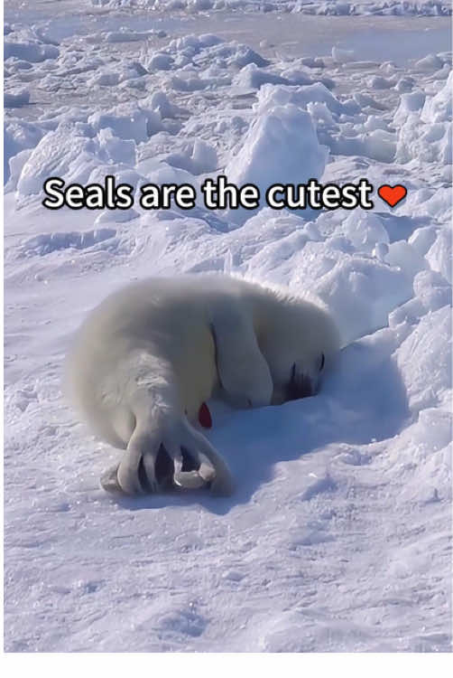 Seals are the cutest♥ #seal #silly #cute #seals #funny #sillyseals #sealsoftiktok #funnyseal #sealcore #sealfyp #sealtok #sillysealboy #sillyseal #cutie #foca #fyp #foryou #foryoupage 