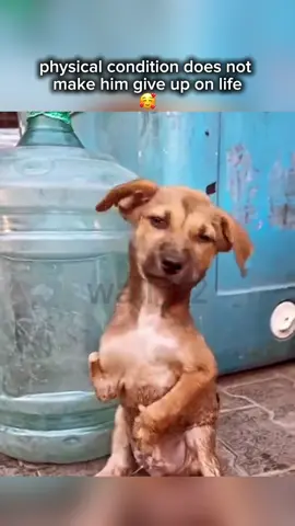 🥰 #dog #doggielife #sad #sadvibes #sadstory #animal #animallife #fyp #viral 