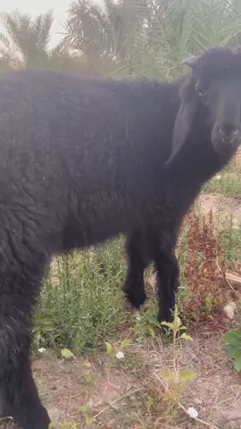 حك حك 🐑 