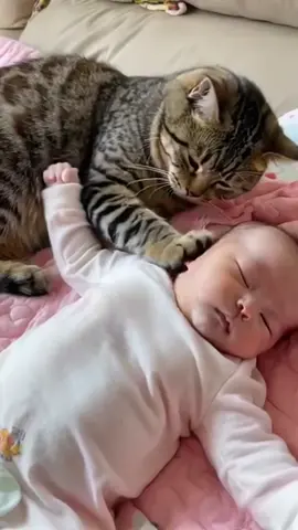 The end cats like children ❤️❤️#fyp #usa🇺🇸 #cat #tiktok #pet #baby #Love #catandbaby