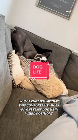 #dog #dogsoftiktok #doglife #bostonterrier 