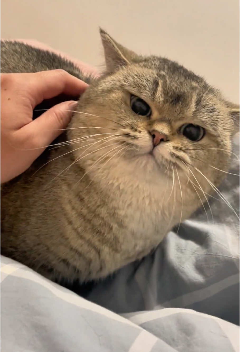 She’s cute… until you try to pet her 🤣#cat #cats #catlover #kitten #catsoftiktok #fyp 