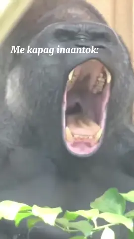 #CapCut #makeitviral #trending2025 #funnyvideo #fyp #memes #funnyvideo 