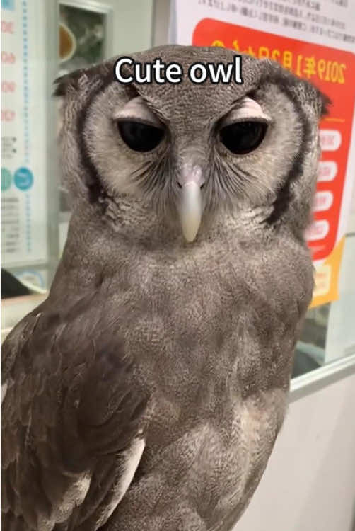 Cute owl🥰😍 #owl #owlhouse #owls #owlsoftiktok #owllove #parrot#funnyvideos #funnytiktok #funnyanimals