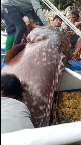 Goliath grouper  #goliathgrouper #fishinglife #fishing #nightfishing 