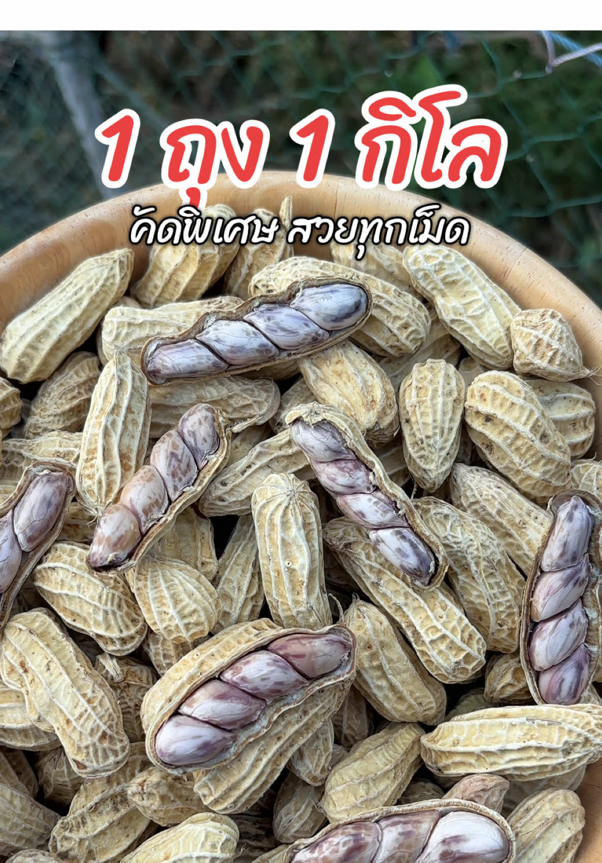 ถัวต้มลายเสือ 1 กิโล #ถั่วต้ม #ถั่วต้มลายเสือเกรดa #ถั่วต้มพร้อมทาน #ถั่วลายเสือ 