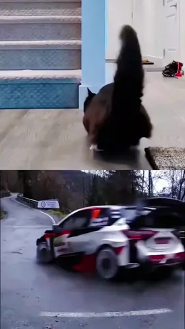 Cats have a racing competition🏁🏁#usa🇺🇸 #cat #fyp #funny #foryou #funnycat #funnnyvideos #pet #fyppppppppppppppppppppppp #catsoftiktok 