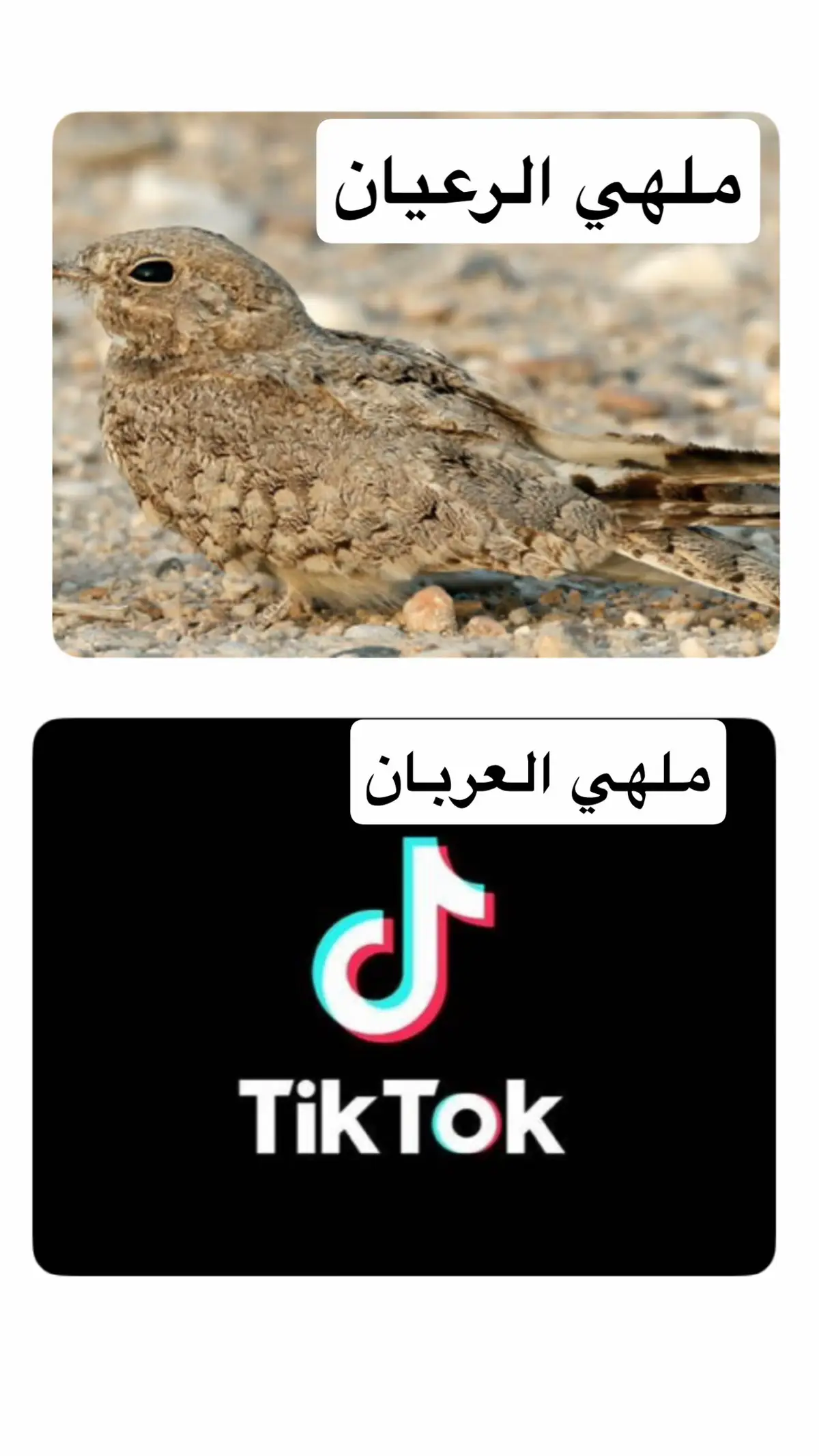#creador #اكسبلورexplore #تيك_توك_السعودية #مشاهير_تيك_توك #المشاهير #ضحك😂 
