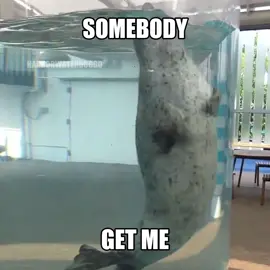 silly seals doing silly things #silly #seals #sealtok #seal 