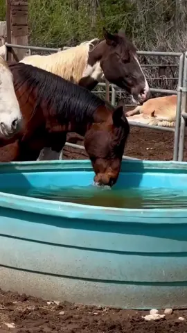 Horses like water😅#horses #usa #funny #horse #fyp #funnyvideos #fyppppppppppppppppppppppp #funnyhorse #fypシ #tik_tok #usa🇺🇸 