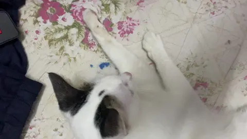 #cat #mèo 