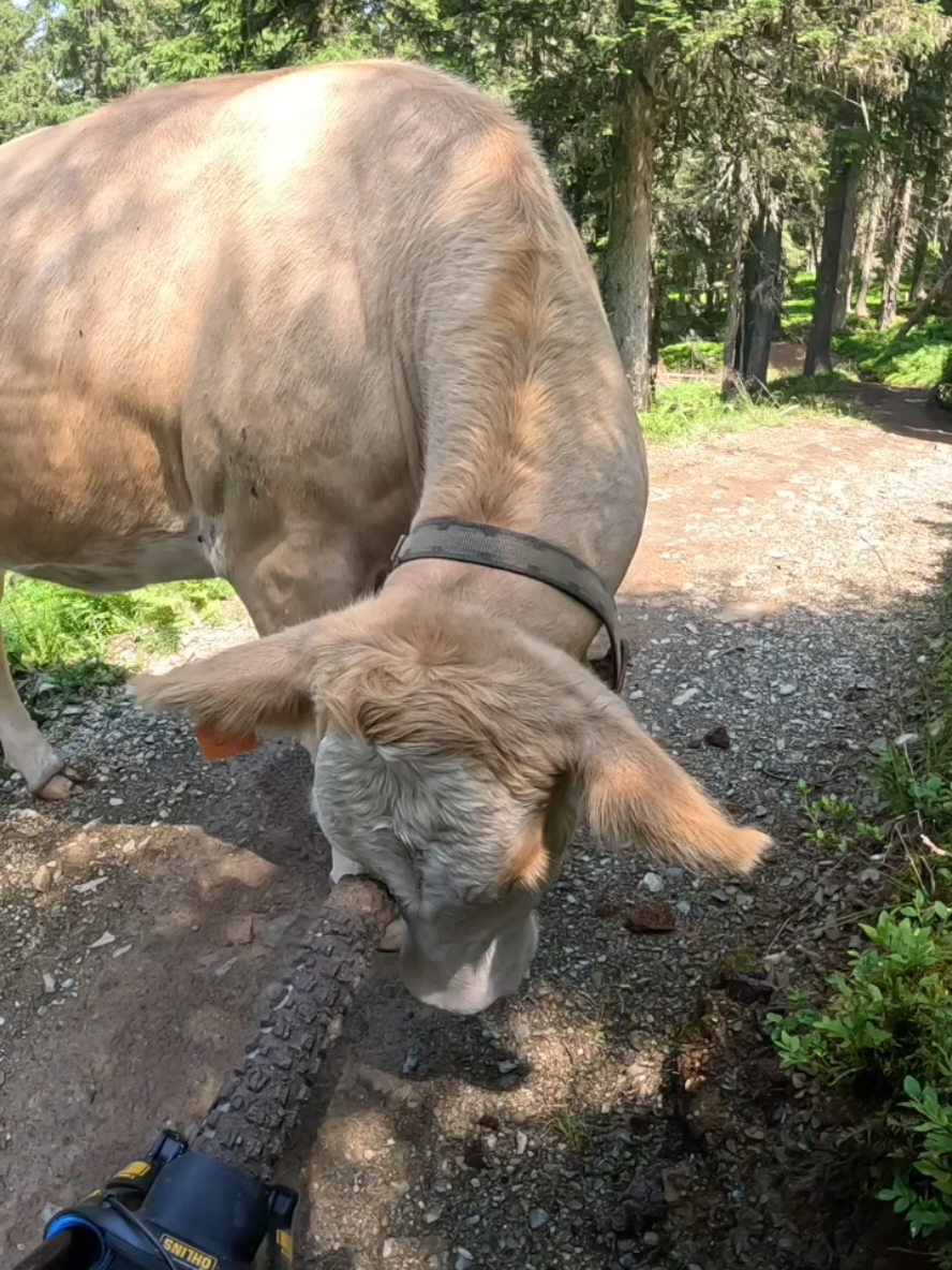 What would you do in this situation? 😂 @ʟᴀяᴀ  #downhill #specialized #bikeparkleogang #leogang♌ #leogangbikepark #leogang #cows 