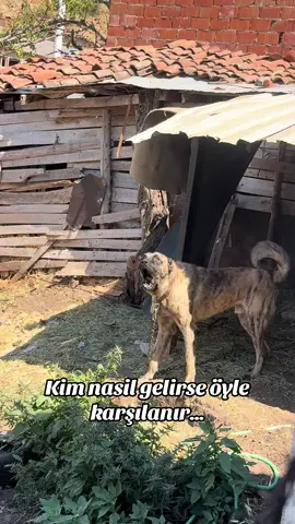 Kim nasil gelirse öyle karsilanir… Deli yürek🧿#balikesir10 #balikesirkangal #kesfetteyiz #volkodav #trkangalkopekleri #Çapar #çaparkangal 