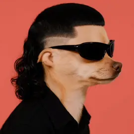 Hair style dog 🐕🐕😍 Funny Video picture memes 😂🤣