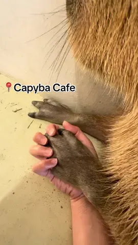 I lost my heart to my capybara🥹❤️@#capybara #capybaracafe #fyp #fypシ #capybaralove #petcafe #skudai #johorbahru #johorfoodie #johor 