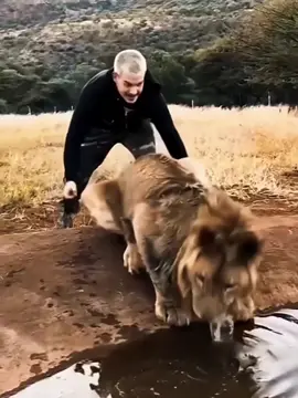 The lion cub’s feeling of gratitude #rescueanimals #rescueanimals #tiktok #lion #fyp #Love 