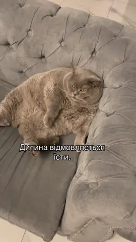 #приколи #fatcat #приколыдослёз 