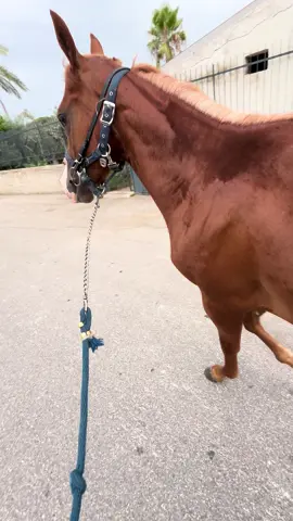 #perte #painthorse 