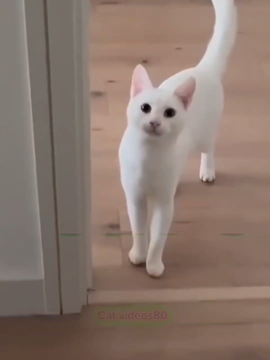 Taliking cat video    funnycat #cat #catvideos #funny #pet #funnycat #fyp #viral #foryoupage #foryou #catoftiktok #fypシ 