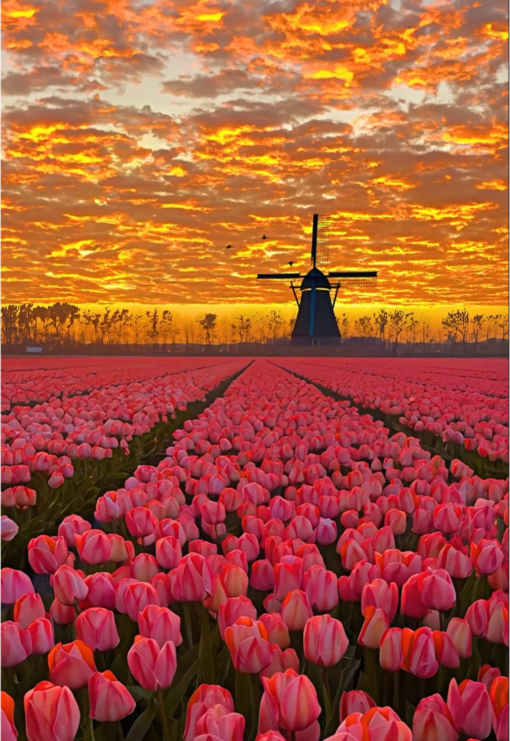 Sunset and tulips,I like both of them✨ #sunset #fyp 