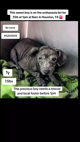 🆘On the euthanasia list Saturday 7/26 🆘   ⏰ This boy must have a 𝐑𝐄𝐒𝐂𝐔𝐄 𝐇𝐎𝐋𝐃 no 𝗹𝗮𝘁𝗲𝗿 𝘁𝗵𝗮𝗻 𝟭𝗣𝗠 or he will lose his life. 🥺 We need pledges and a local foster for a rescue to help.💰🏡 🚩Please do not honor pledges until the post has been updated with rescue information and a freedom picture. Please reach out with any questions or concerns 💙🐶 #A2025605  7/23 stray | chihuahua Mix | male | 1Y | 7.5lbs | HW+high 💜 𝗩𝗼𝗹𝘂𝗻𝘁𝗲𝗲𝗿 𝗡𝗼𝘁𝗲𝘀: This boy is friendly but very shy/timid. He has some skin issues all over his body but they are easily treatable. He needs some TLC and someone to make him feel safe  Volunteer #2  Saw this little boy today while seeing other dogs. Curled up in the back of the kennel. Attempted to baby talk to him but he just appears so frightened and shy . He placed his face in the corner of the kennel and wouldnt look at me. Life has not been kind to this little boy. He needs to get out of the shelter immediately  into a loving home. 🔹𝗜𝗻𝘁𝗮𝗸𝗲 none 📝 𝗦𝗵𝗲𝗹𝘁𝗲𝗿 𝗡𝗼𝘁𝗲𝘀: Comments Dog remains at the back corner of the kennel facing the back wall with low head and cowering body and would look back at people slowly with whaled eyes when they pass by. small black dog roaming the school property on the south parking lot of 🚑𝗠𝗲𝗱𝗶𝗰𝗮𝗹 𝗡𝗼𝘁𝗲𝘀: S/O: HAIRLOSS ALL OVER BODY, scabs all over the face. Skin scrape - demodex seen/positive A: Demodex p: Advantage multi is already applied and labeled to kill demodex 🏷 This pet can only be tagged by a RESCUE group but please remember all rescues need 𝗙𝗢𝗦𝗧𝗘𝗥𝗦 in order to tag this pet and save their life. This pet cannot be fostered or adopted through the shelter, so please message the page if you can help!   📌 Please contact BARC if you are local and can help! Neither BARC nor the page can assist out of state adoption or foster offers. We are NOT the shelter. 💌 𝗔𝗹𝗹 𝗵𝗼𝗹𝗱𝘀 𝗠𝗨𝗦𝗧 𝗯𝗲 𝗶𝗻 𝘄𝗿𝗶𝘁𝗶𝗻𝗴, 𝘀𝗼 𝗽𝗹𝗲𝗮𝘀𝗲 𝗱𝗼 𝗻𝗼𝘁 𝗖𝗮𝗹𝗹. 𝗜𝗳 𝗟𝗼𝗰𝗮𝗹 𝗮𝗻𝗱 𝗶𝗻𝘁𝗲𝗿𝗲𝘀𝘁𝗲𝗱 𝗶𝗻 𝗙𝗼𝘀𝘁𝗲𝗿𝗶𝗻𝗴 𝗼𝗿 𝗔𝗱𝗼𝗽𝘁𝗶𝗼𝗻, 𝗲𝗺𝗮𝗶𝗹 𝗮𝗹𝗹 𝗯𝗲𝗹𝗼𝘄:  barcfoster@houstontx.gov barcadoptions@houstontx.gov BARC.Aid@houstontx.gov 𝐏𝐥𝐞𝐚𝐬𝐞 𝐮𝐬𝐞 𝐭𝐡𝐞 𝐚𝐧𝐢𝗺𝐚𝐥’𝐬 𝐬𝐞𝐯𝐞𝐧 𝐝𝐢𝐠𝐢𝐭 𝐈𝐃 𝐧𝐮𝗺𝐛𝐞𝐫 𝐰𝐡𝐞𝐧 𝐜𝗼𝐧𝐭𝐚𝐜𝐭𝐢𝐧𝐠 𝐭𝐡𝐞 𝐬𝐡𝐞𝐥𝐭𝐞𝐫. 📍BARC Animal Shelter  3200 Carr St Houston, TX 77026 www.houstontx.govse #fosteringsaveslives #fyp #adoptdontshop #savealife #rescue #urgentshelterdogs 