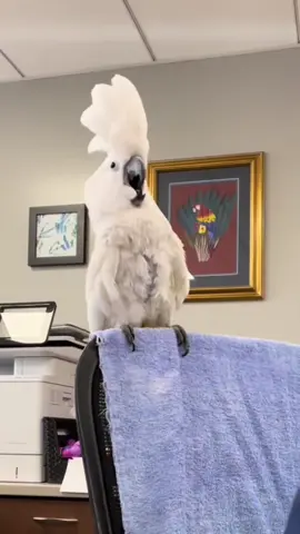 Der Krachvogel hat zwei Schüsseln kaputt gemacht – und singt jetzt frech auf dem Stuhl! 🥣🎤🪑 Leute, soll ich ihm eine verpassen? ✋😂 #AbstimmungJetzt#DeutscherChaosvogel #cockatoos #parrot #viralbird #parrotsings #funnypets 