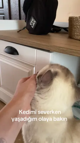 Tekrar gelir mi sizce