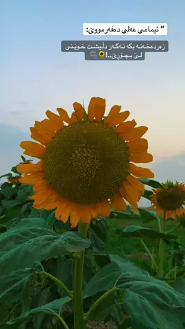 My favorite view sun 🌞 flower 🌼 #erbil_iraq #erbil_slemani__duhok_halabja_koya_ranya 