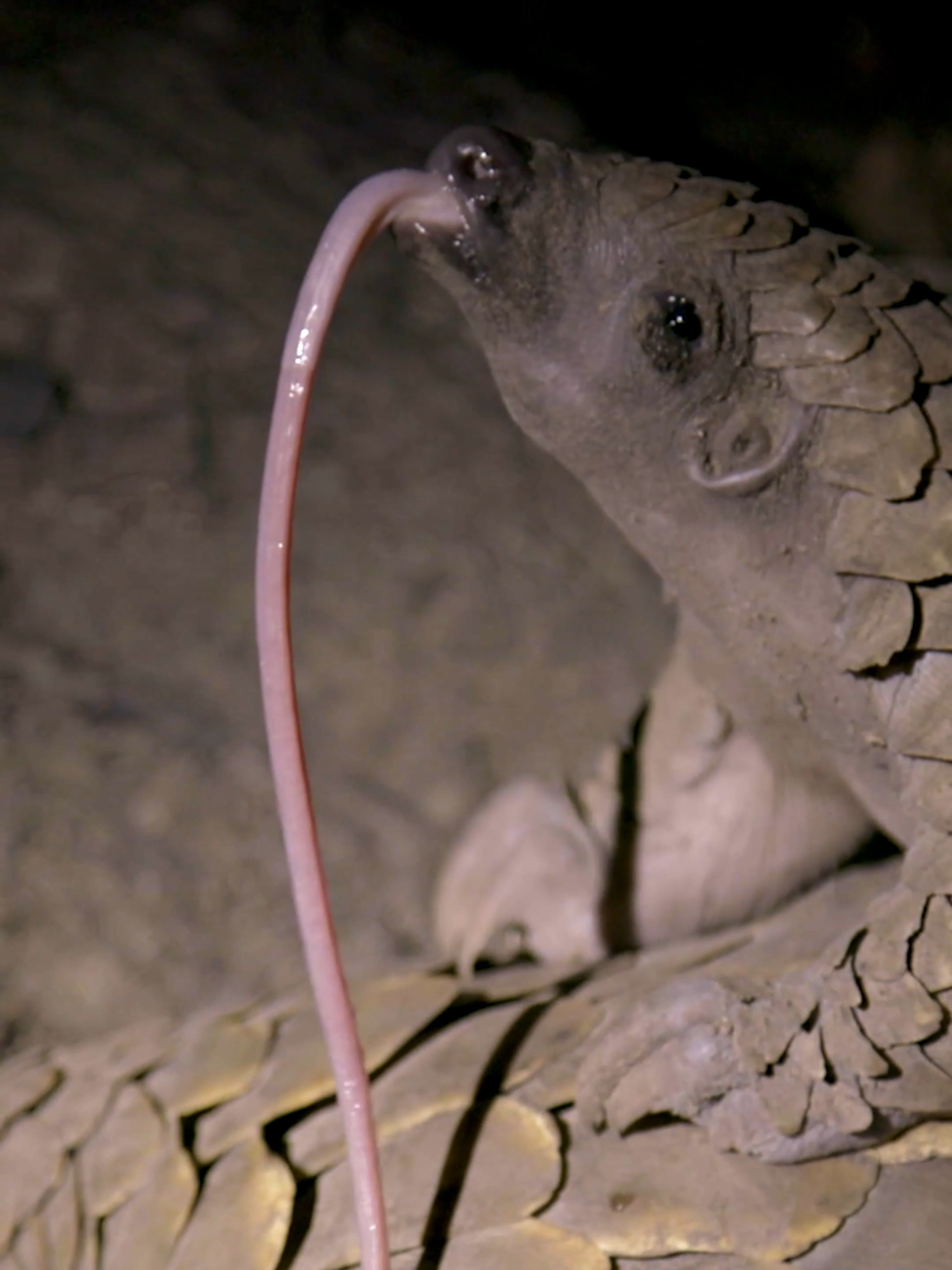 That’s Not a Worm… It’s a Pangolin’s Tongue! 😲 In a rare sighting of a baby pangolin riding on its mother’s back, we caught a glimpse of its incredibly long tongue — used to slurp up ants and termites. #wildanimals #pangolin #southafrica #animalsoftiktok #nature #africa #safari #natgeo #babyanimals