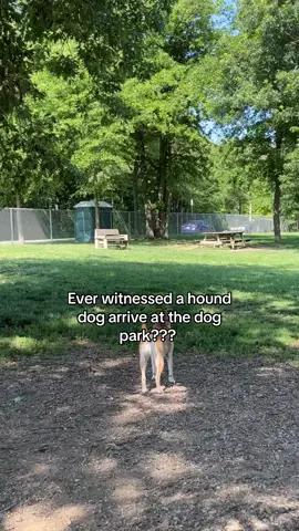 I kinda miss this little group #fyp #fypシ #dog #dogsoftiktok #dogs #dogpark #park #hound 
