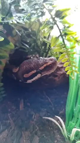 #snake #ballpython #reptile #reptilesoftiktok #foryou #foryoupage 