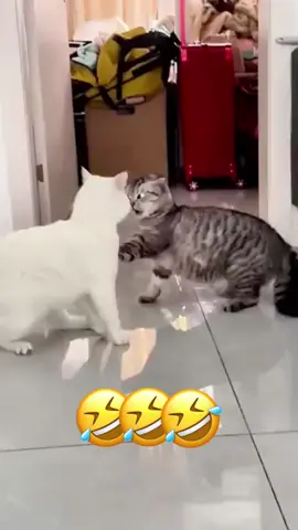 🤣🤣 #dog #dogsoftiktok #cat #catsoftiktok #pet #animals #voiceover     