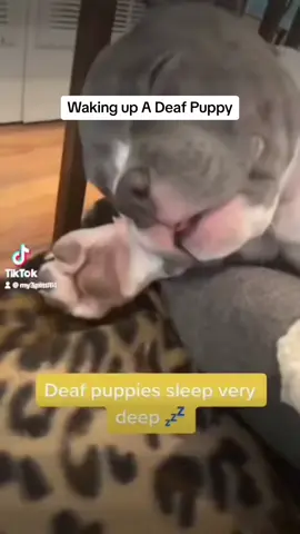Waking up a deaf puppy takes time for them to get use to it. Jedi would get very scared at first when he was a baby now we tap the couch and stamp in the floor #deafpuppy #deafdog #puppiesoftiktok #dogsoftiktok #cute #fyp #fypシ #viral 
