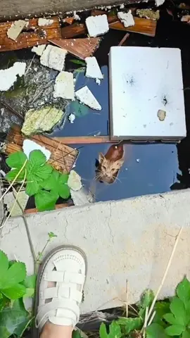 This woman rescued a drowning kitten and adopted it #animal #rescueanimals #animalsoftiktok #animallover #kitten #cat 