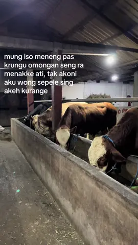 iso opo 😔#peternaksapiindonesia #peternakmuda #fyp #kediri24jam #jowopride #sapikonten #jowostory #sapisuper #sapijumbo #lewatberanda 