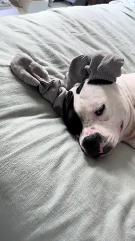 DOBBY IS FREE!  #funnydog #shelterdogs #cutedog #harrypotter #adoptdontshop 