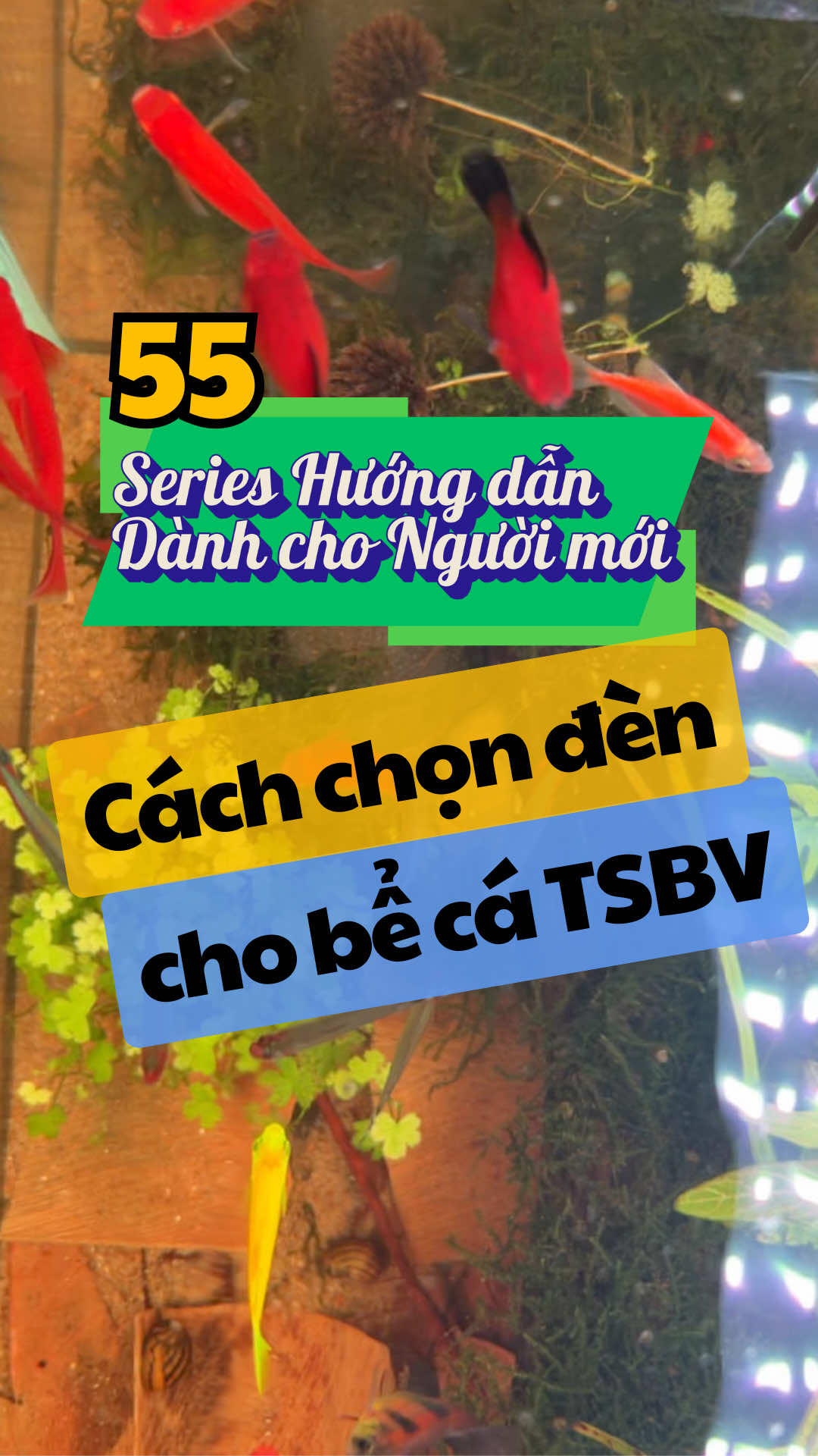 Cách chọn đèn cho bể cá Thuỷ Sinh Bền Vững #thuysinhbenvung #thuysinh #nuoica #cacanh #cakieng #tsbv 