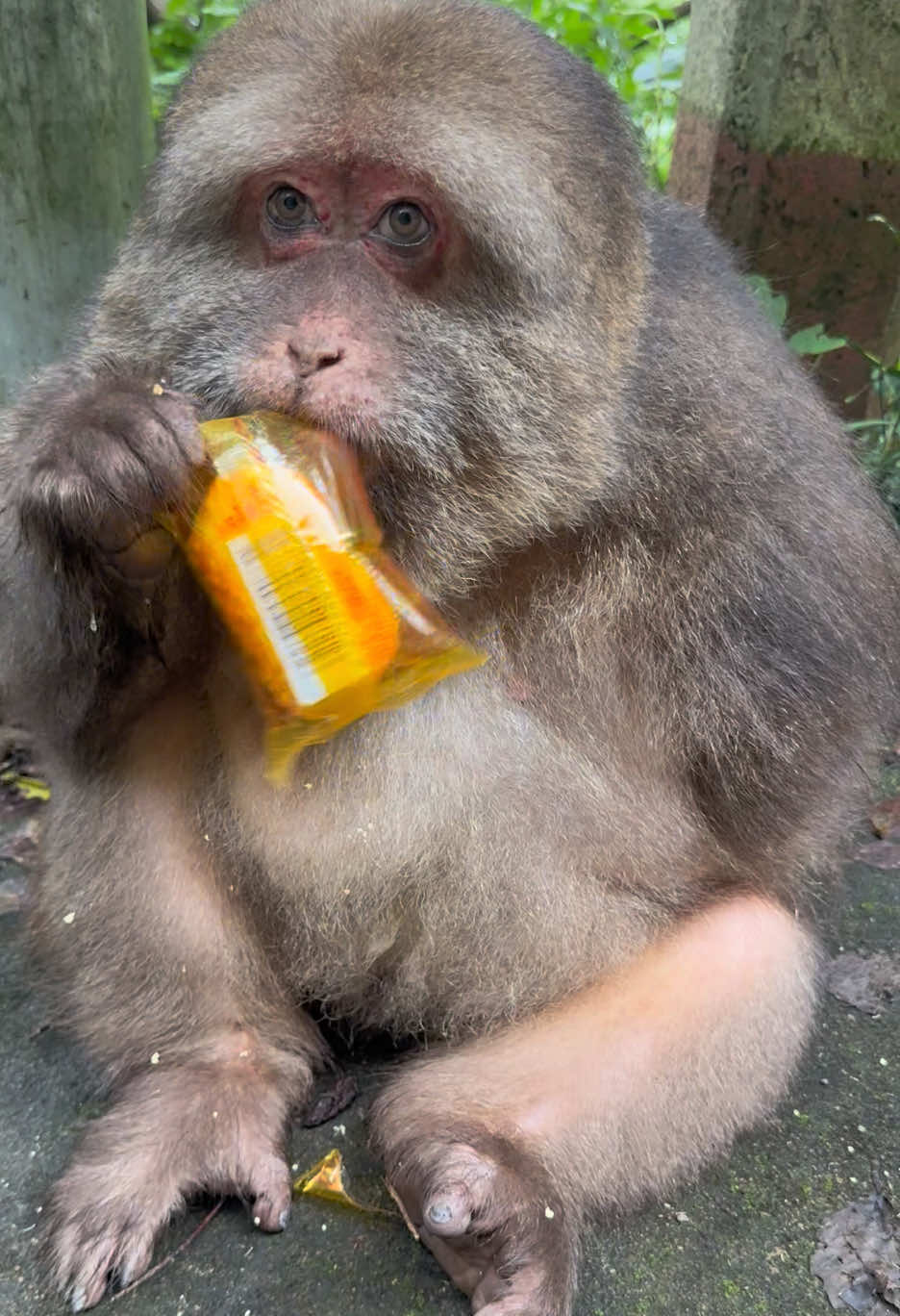 xingxing likes to eat bread #monkey #monkey #xingxing #cute #lovely 