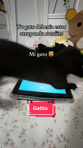 Batman ya no están en tu tiempos 😹#gatitobebe #gato #michi #gat #gatonegro 