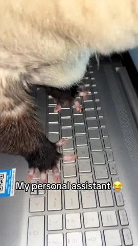 Little stinker! #massfollowing🔥🔥 #percytheopossum #opposum #pets #pet #animal #wildlife 