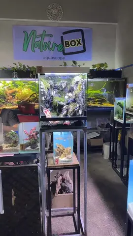 #tiktoklive #livehighlights 