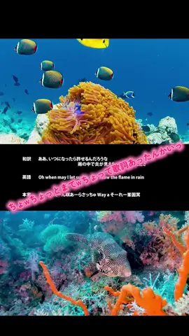 これからも愛してるぜGONGON！ #ちょ #bdash #GONGON #cover #和訳 #うみ 