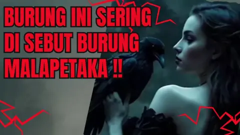 burung yang di percayai sebagai mitos #gagakhitam  #burung #horor #youtube #shortvideo #fyp  yt : move197